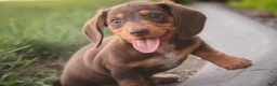 Miniature Dachshund dogs for sale: Peanut Butter Miniature Dachshund  - Ad 8