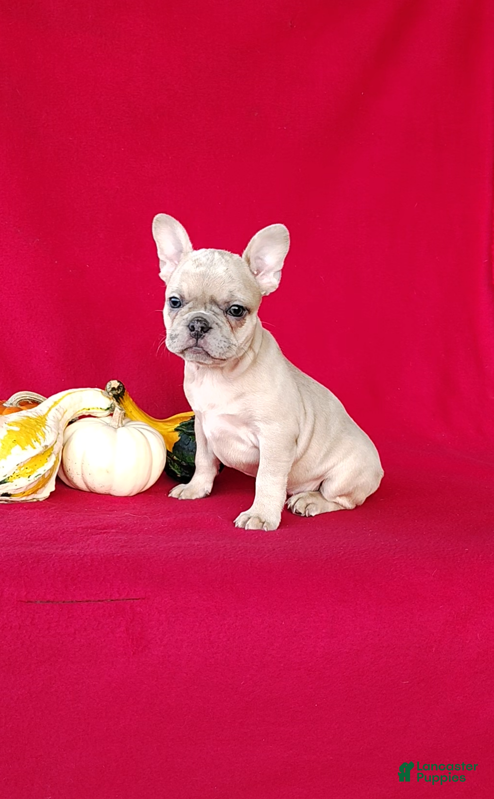 Frenchton dogs Renae - Ad 2