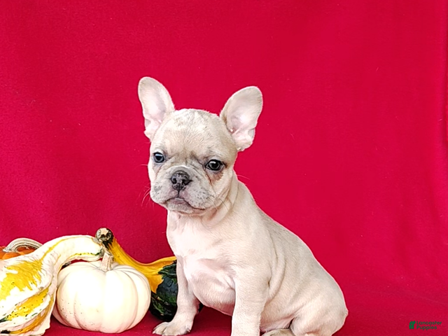 Frenchton dogs for sale: Renae - Ad 2