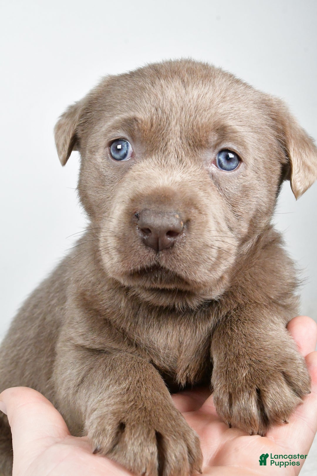 Labrador Retriever dogs for sale: Luna - Ad 7