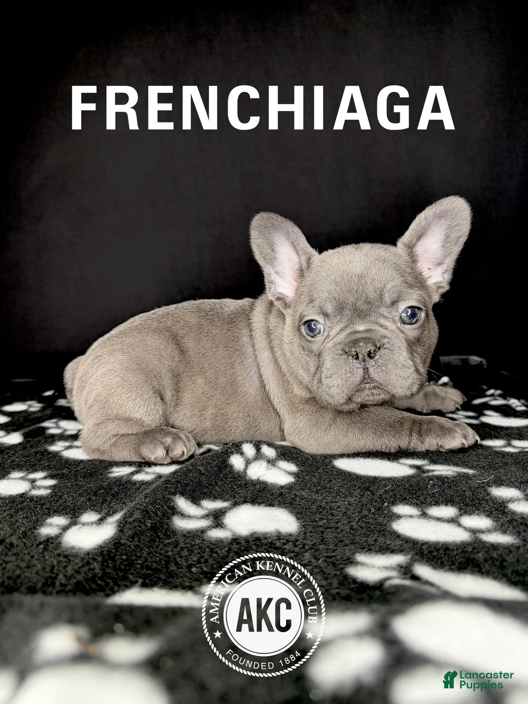 French Bulldog dogs for sale: COCO 🩷 - Ad 16