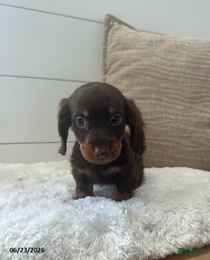 Miniature Dachshund dogs Peanut - Ad 1