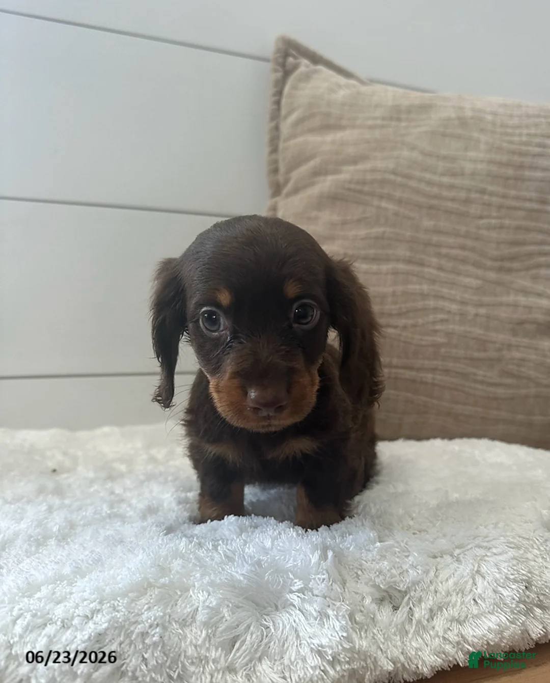 Miniature Dachshund dogs for sale: Peanut - Ad 1