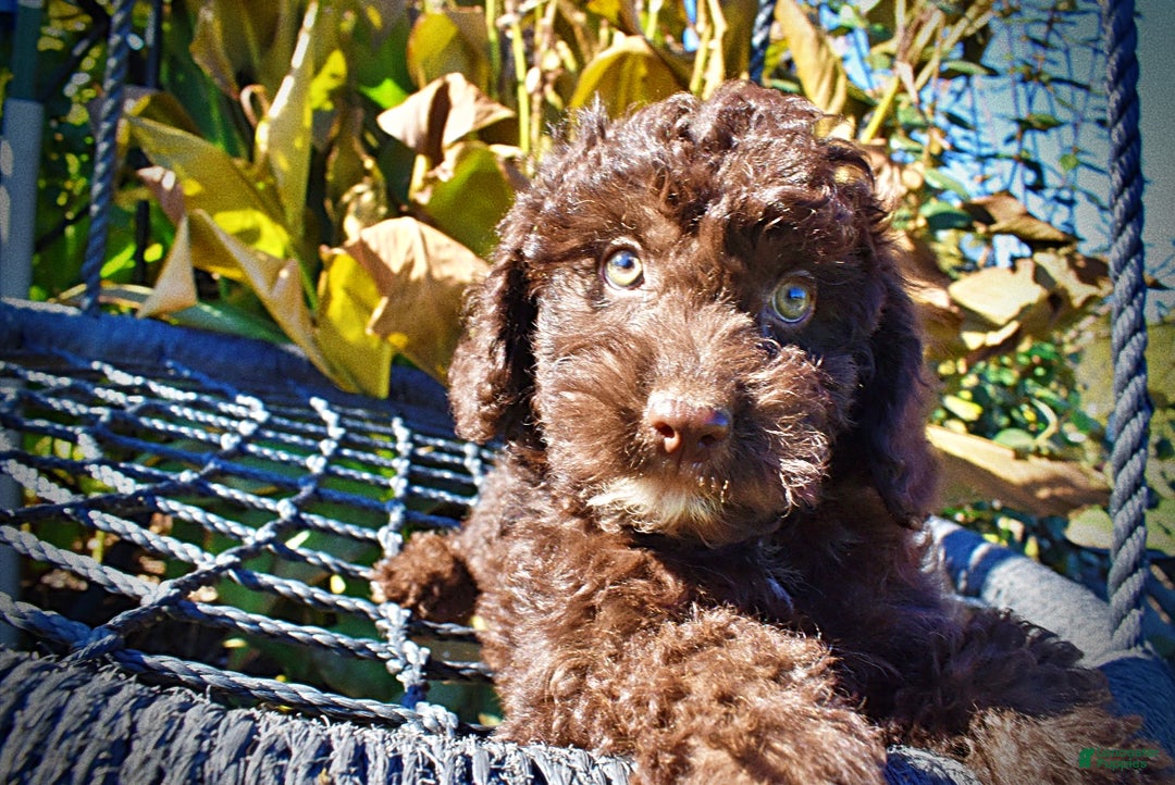 Havapoo dogs for sale: Iggy - Ad 2