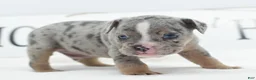 Mixed Breed dogs for sale: Lux  - Ad 3