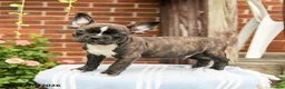 Frenchton dogs for sale: Dustin - Ad 2