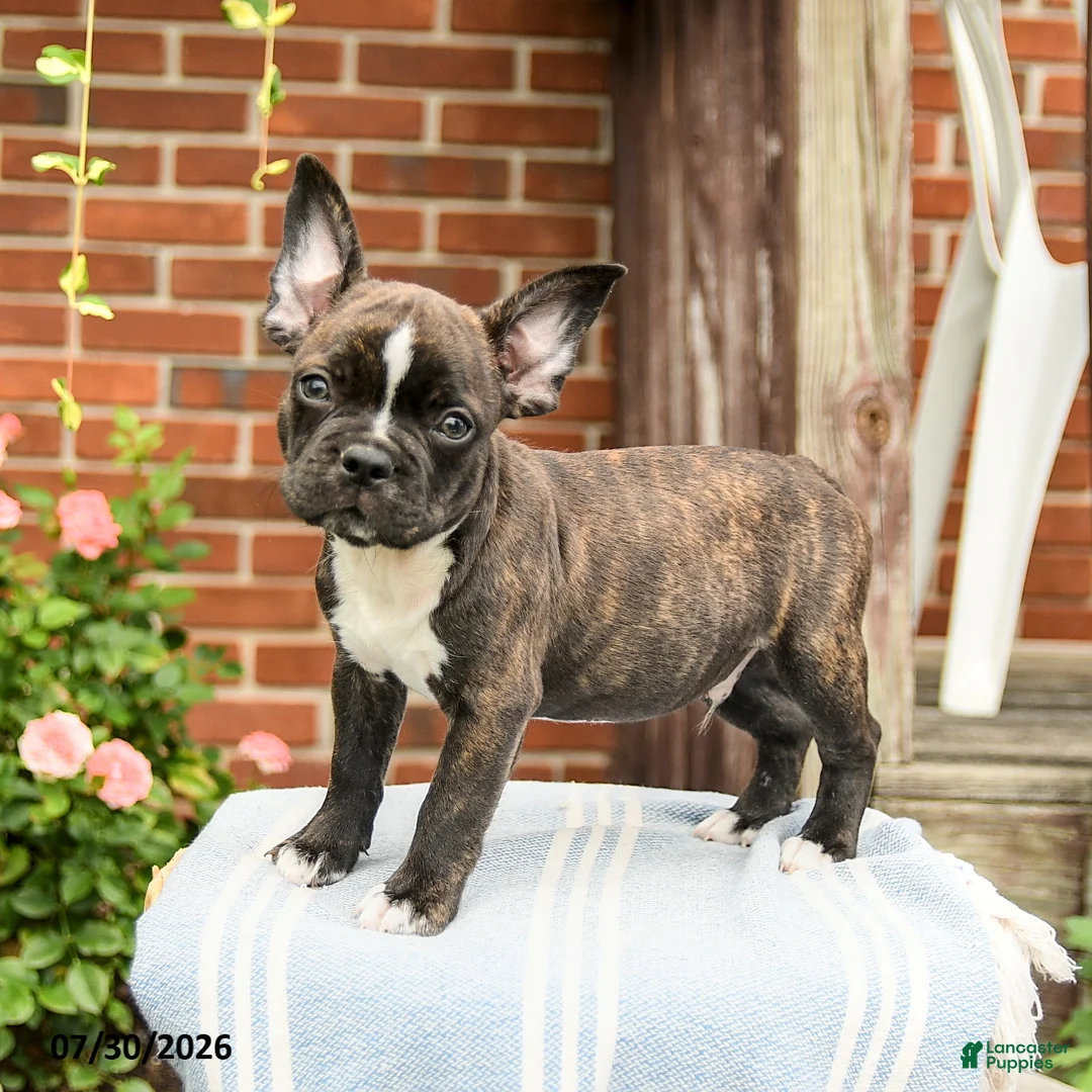 Frenchton dogs for sale: Dustin - Ad 2