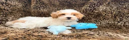 Maltipoo dogs for sale: Green - Ad 1