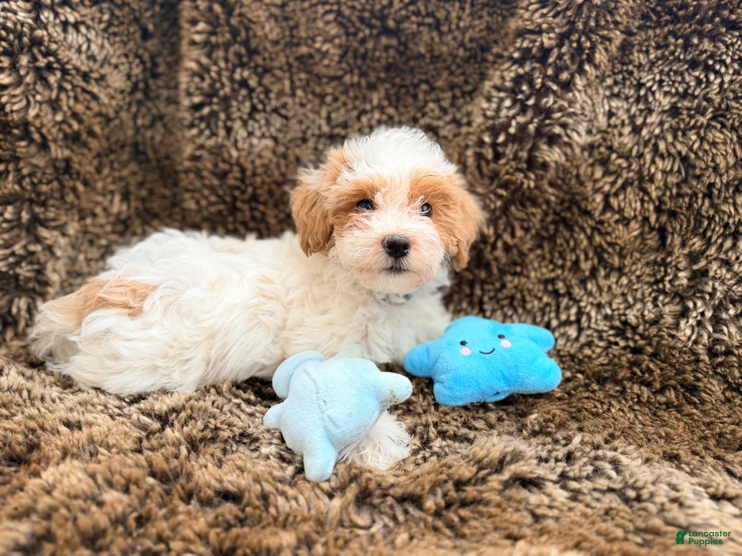 Maltipoo dogs for sale: Green - Ad 1