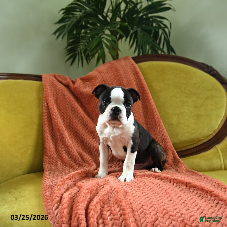 Boston Terrier dogs Romeo - Ad 2
