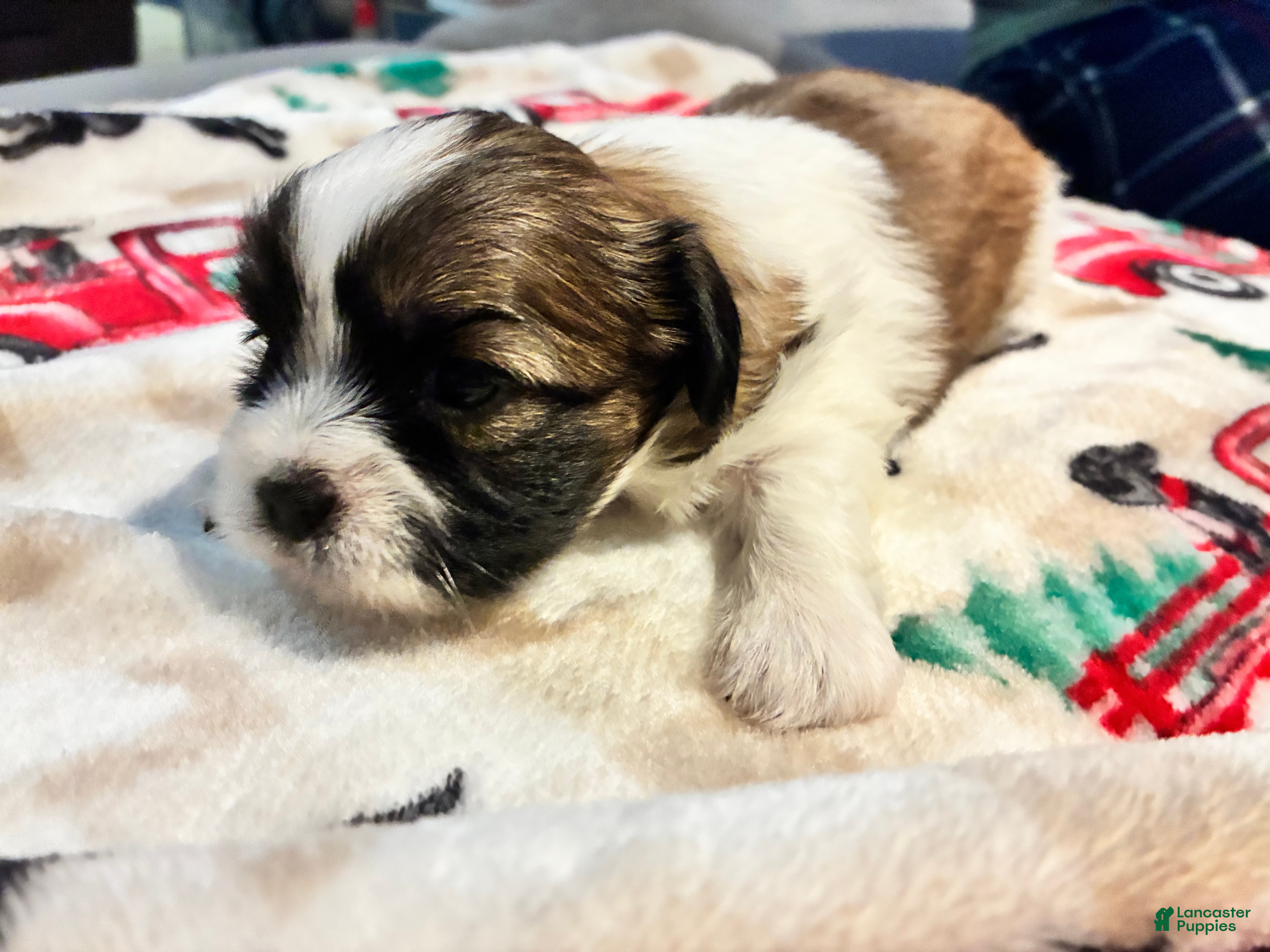 Shih Tzu dogs Shih Tzu 5 reserved  - Ad 9