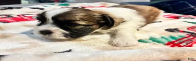 Shih Tzu 5 reserved 