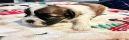 Shih Tzu dogs for sale: Shih Tzu 5 reserved  - Ad 1