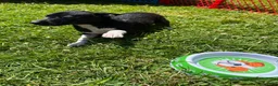 Rat Terrier dogs for sale: Abe - Ad 12