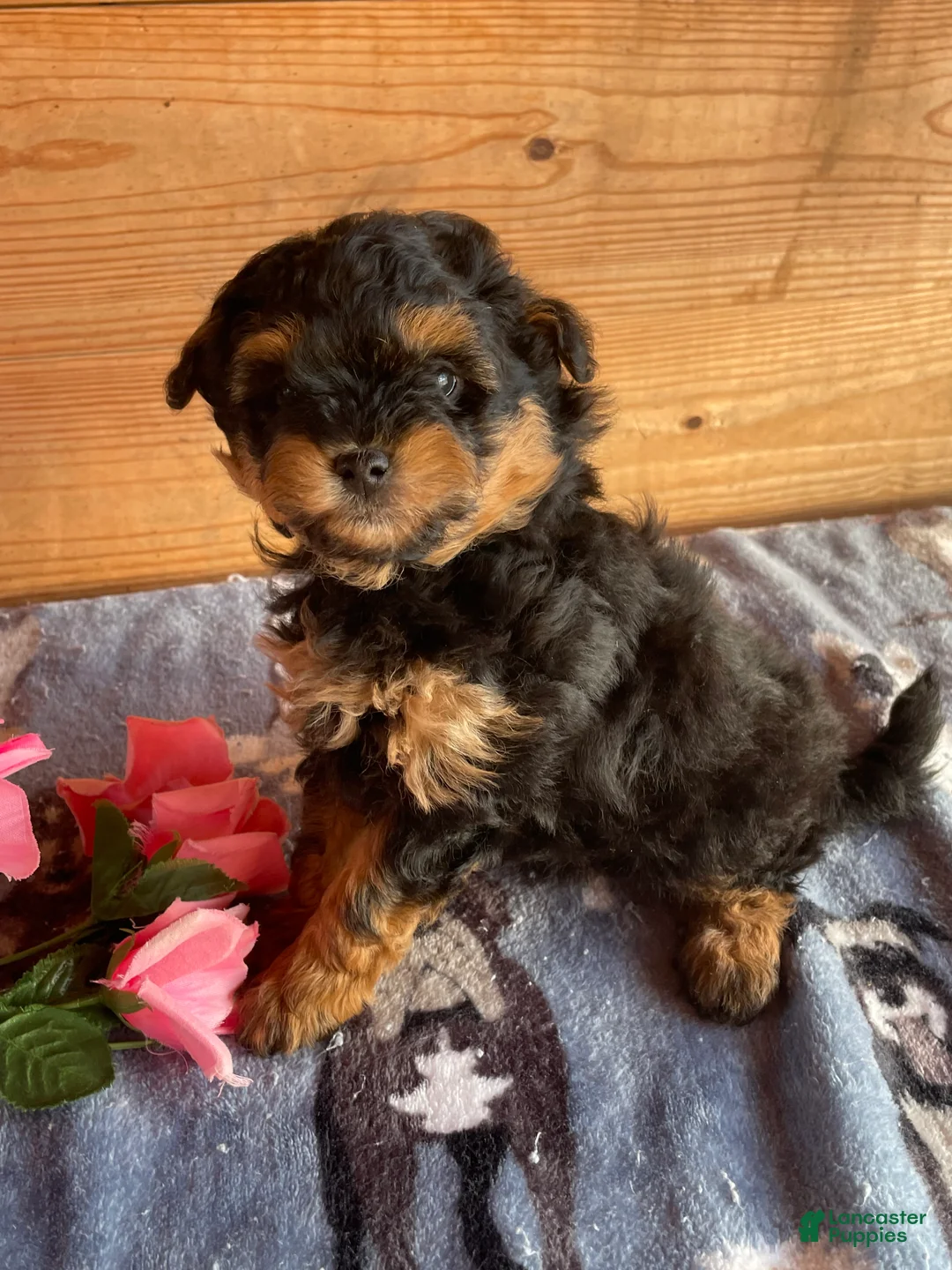 Pomapoo dogs for sale: Peanut - Ad 2