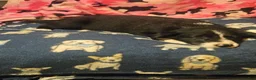 Border Collie dogs for sale: GiGi (Call-Text) - Ad 11