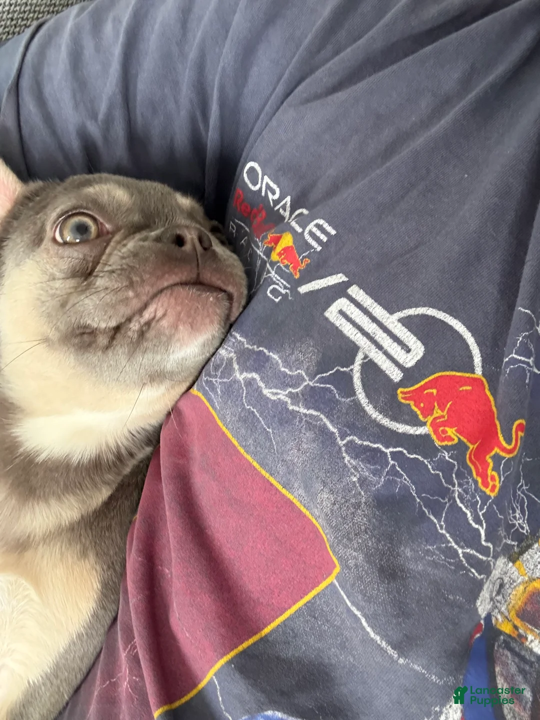 French Bulldog dogs for sale: French Bulldog 1 - Ad 2