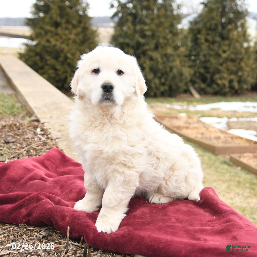 Golden Retriever dogs Skipper - Ad 1