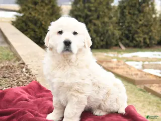 Golden Retriever dogs for sale: Skipper - Ad 3