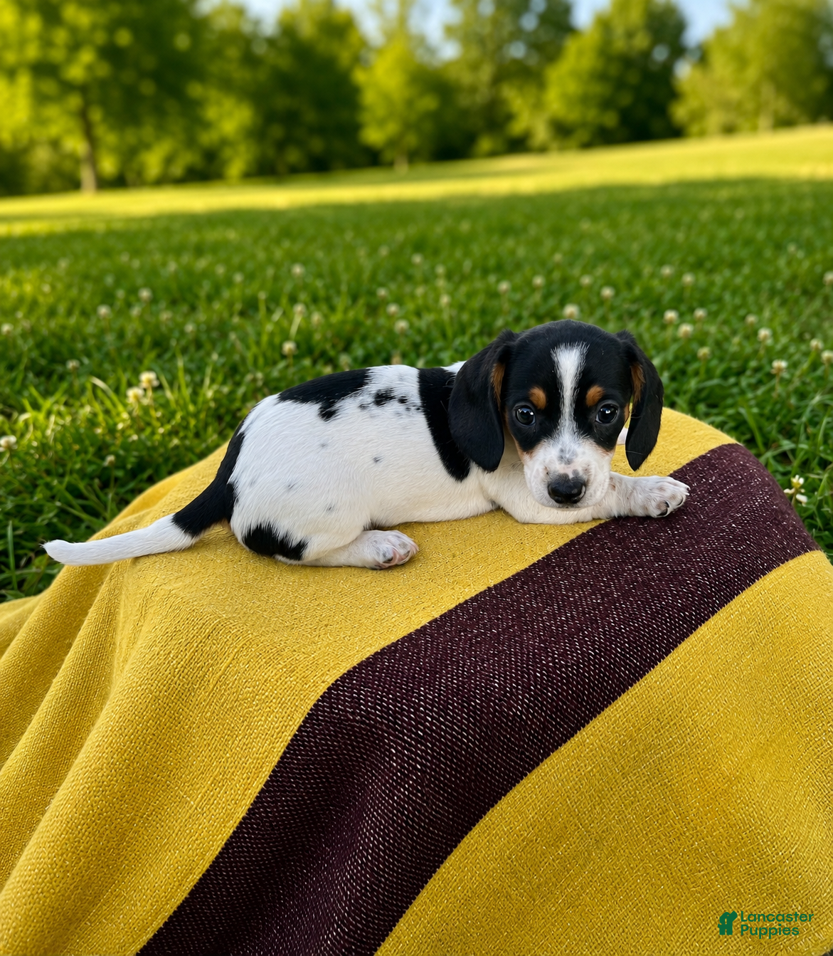 Dachshund dogs Dylan - Ad 2