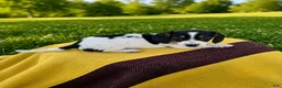 Dachshund dogs for sale: Dylan - Ad 2