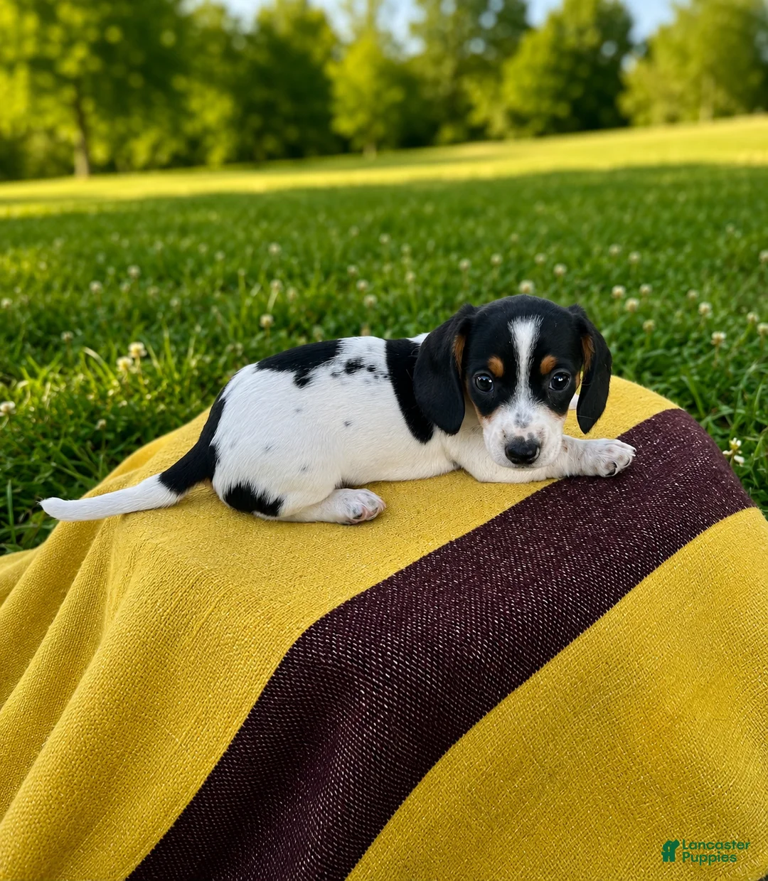 Dachshund dogs for sale: Dylan - Ad 2