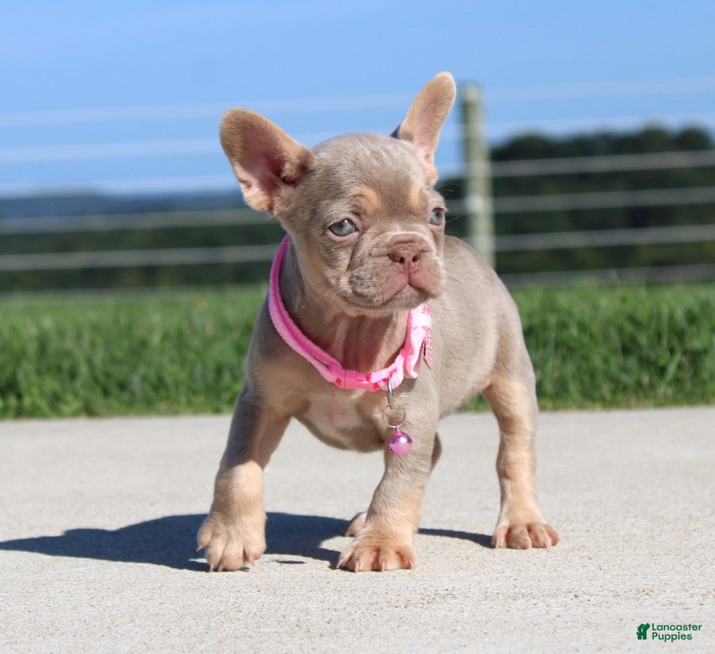 French Bulldog dogs Tanya - Ad 2