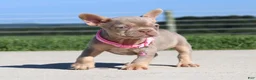 French Bulldog dogs for sale: Tanya - Ad 2