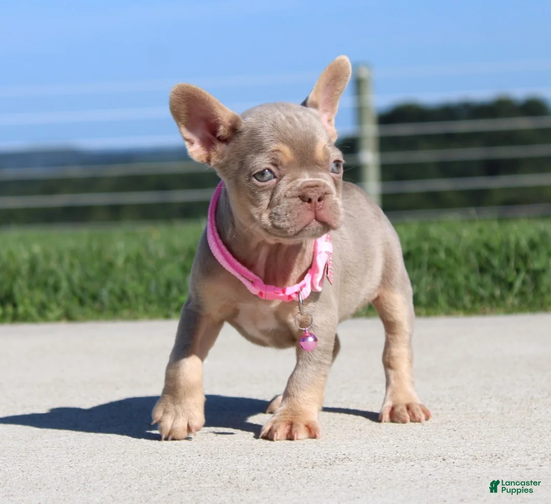 French Bulldog dogs for sale: Tanya - Ad 2