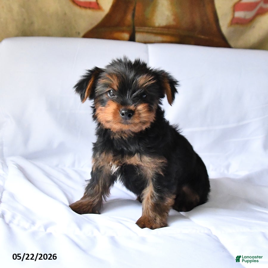 Yorkshire Terrier dogs Max - Ad 1