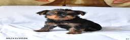 Yorkshire Terrier dogs for sale: Max - Ad 1