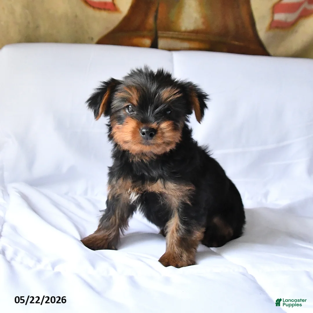 Yorkshire Terrier dogs for sale: Max - Ad 1