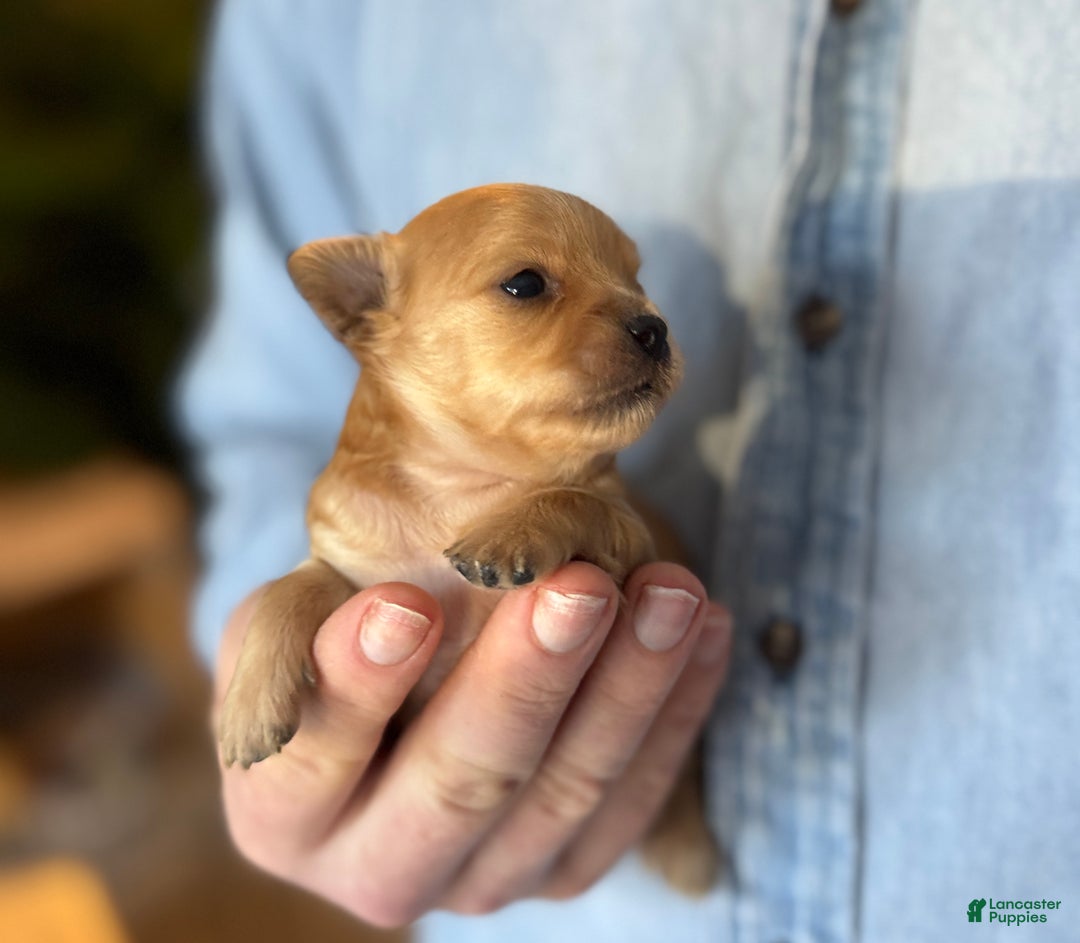 Chihuahua dogs for sale: Red gold  - Ad 11