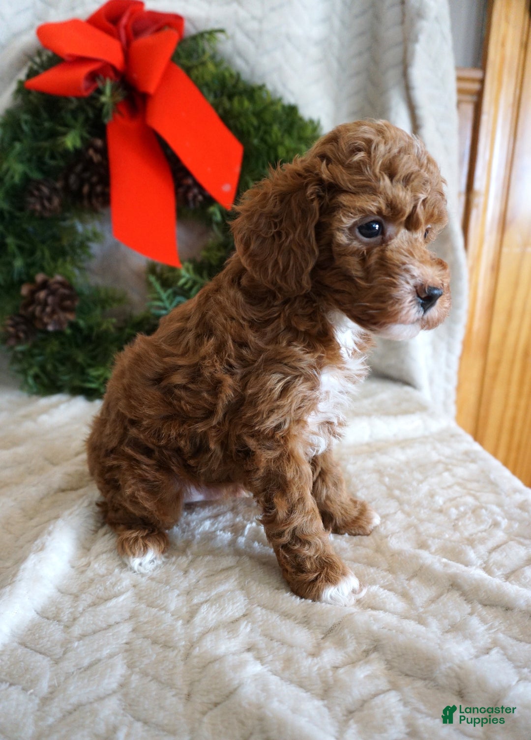 Toy Poodle dogs for sale: Kip - Ad 2