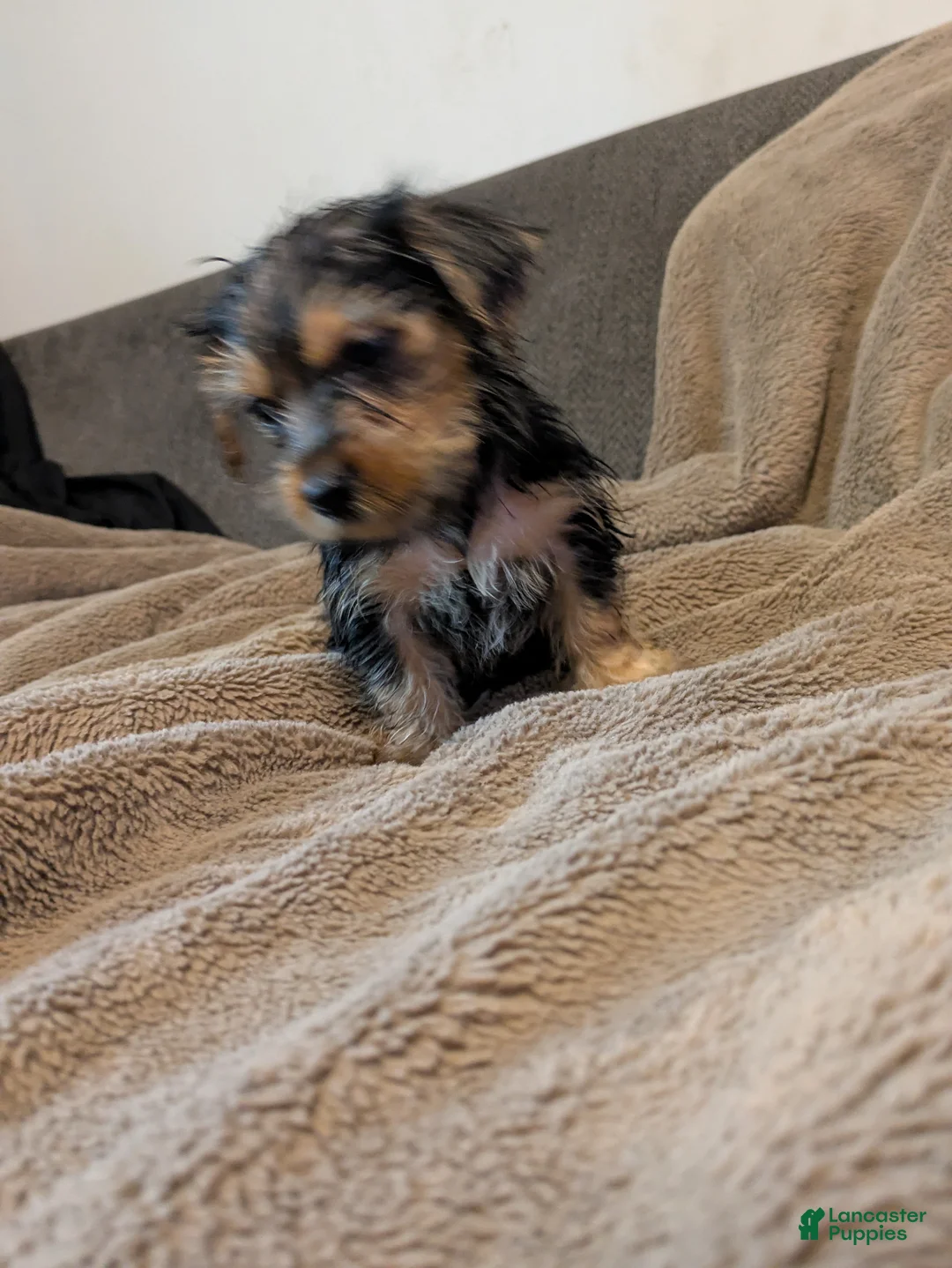 Yorkshire Terrier dogs for sale: Blossom - Ad 2