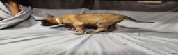 Belgian Malinois dogs for sale: Yellow - Ad 2