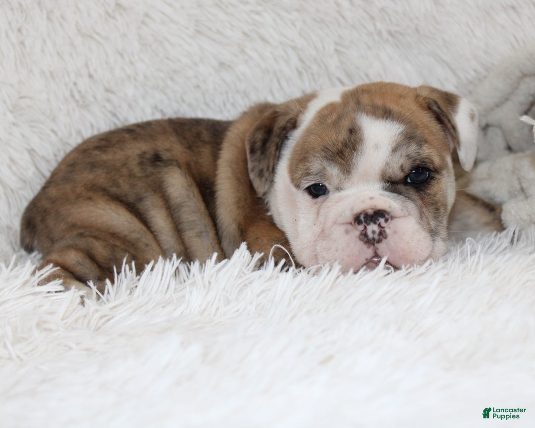 English Bulldog dogs for sale: Theo - Ad 6
