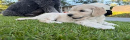 Goldendoodle dogs for sale: Violet  - Ad 6