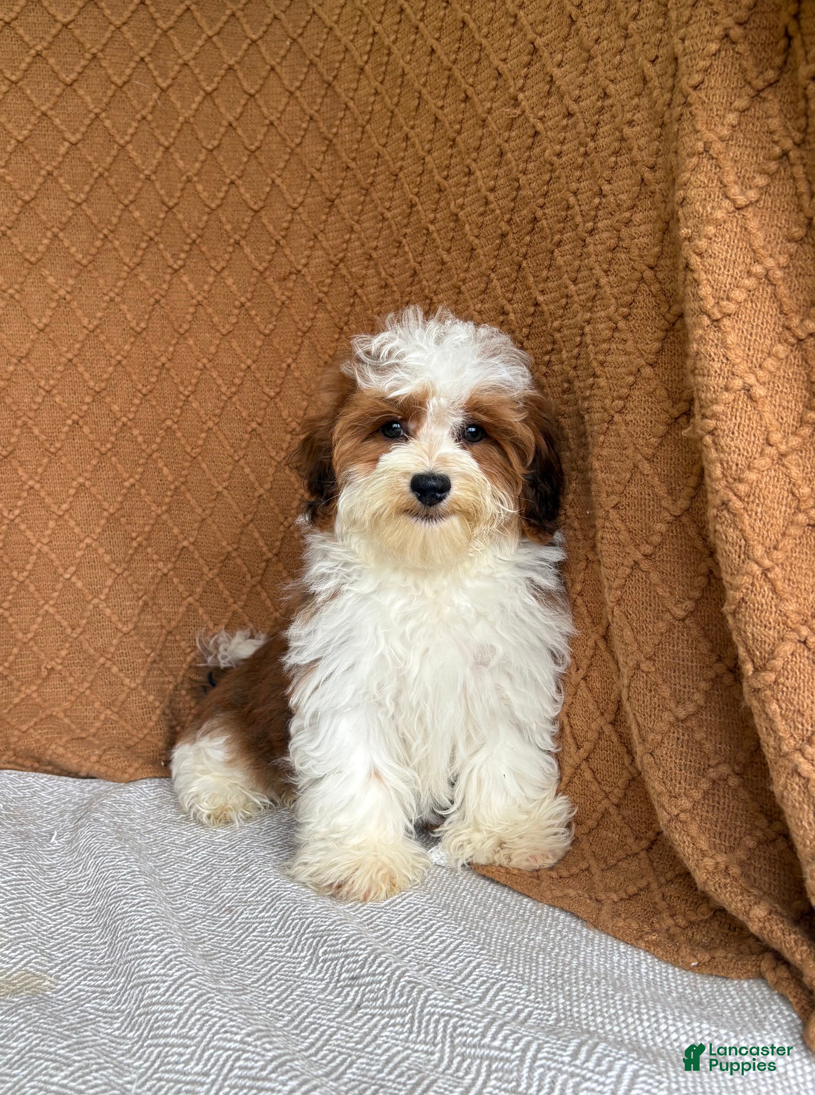 Havanese dogs Theo  - Ad 2