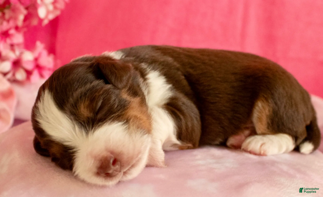 Toy Australian Shepherd dogs for sale: Rue - Ad 2