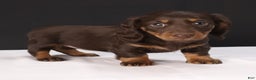 Dachshund dogs for sale: Cocoa - Ad 8