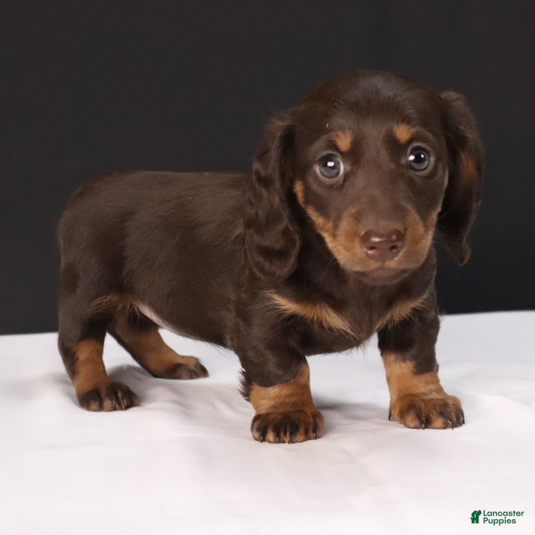 Dachshund dogs for sale: Cocoa - Ad 8