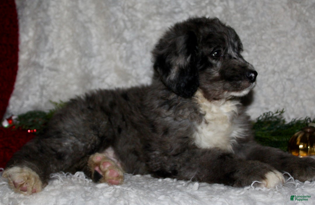 Bernedoodle dogs for sale: Cody - Ad 5