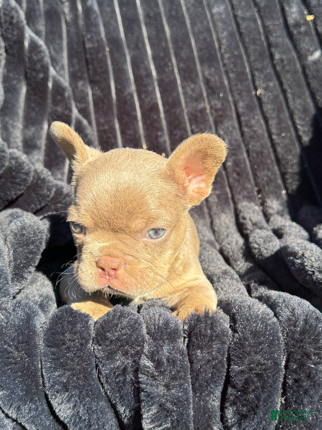 French Bulldog dogs for sale: French Bulldog Puppy 3 - Ad 8