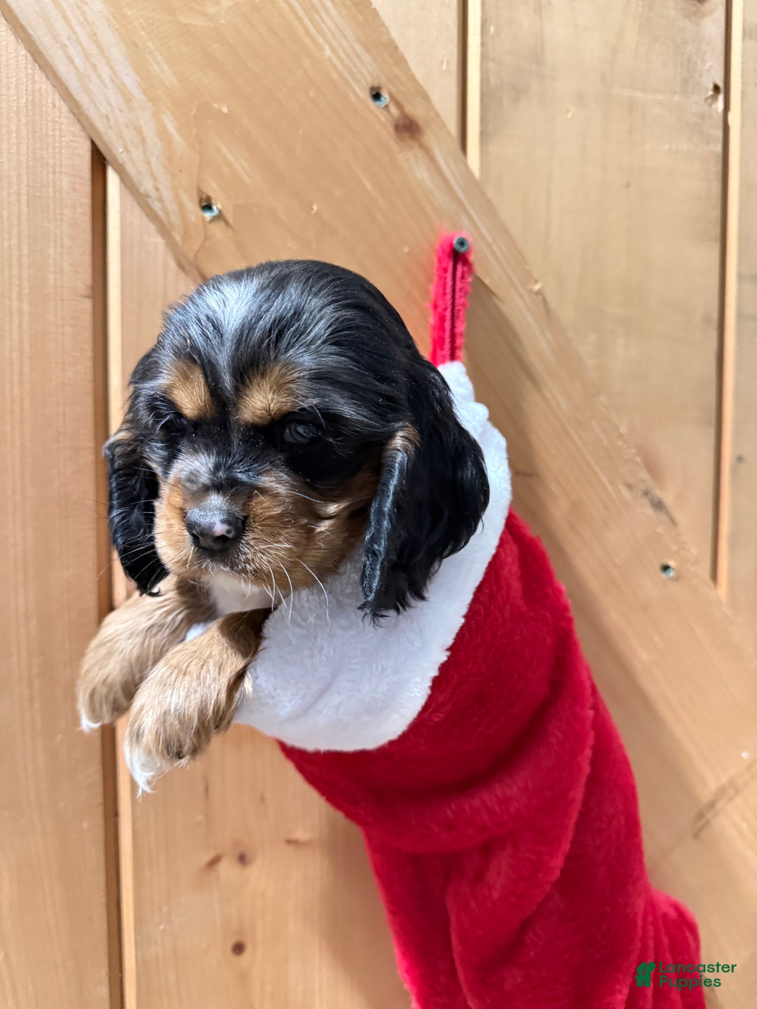 Cocker Spaniel dogs for sale: Delilah - Ad 2