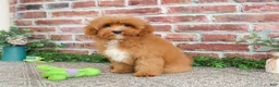 Cavapoo dogs for sale: Charles - Ad 4