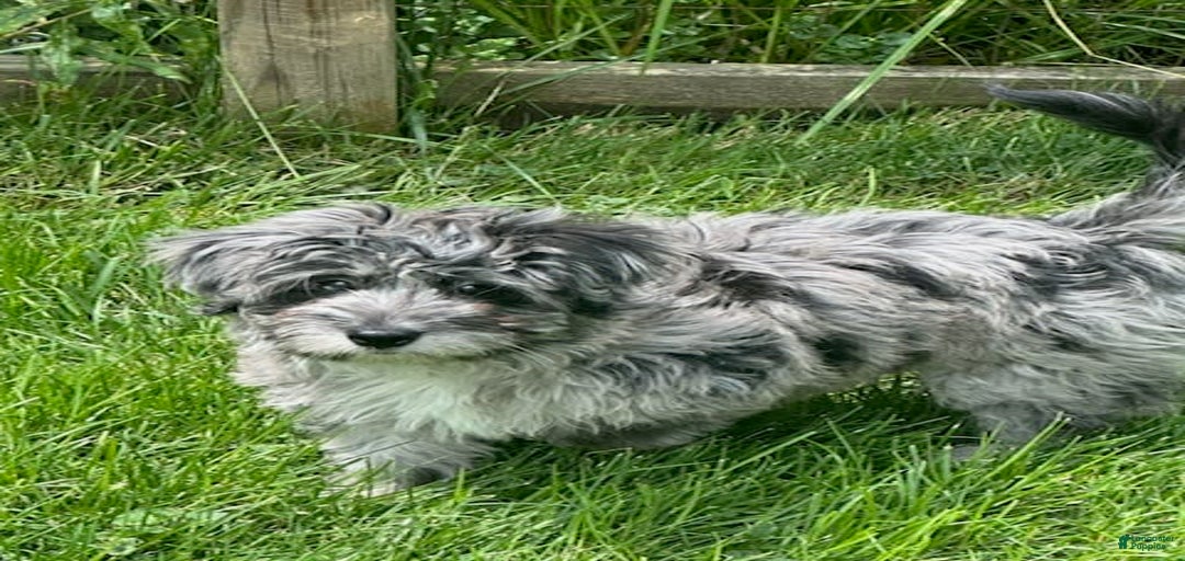 Gallery Image {{count}}