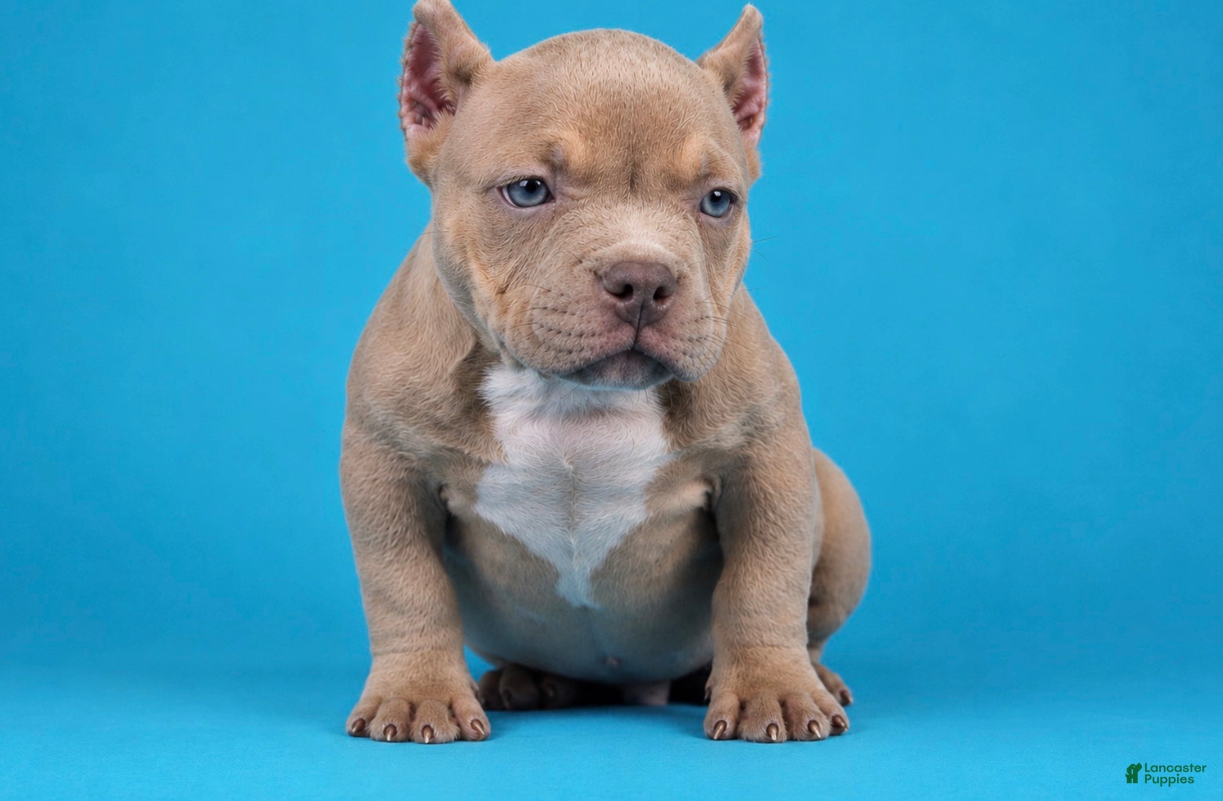 American Bully dogs Lilac Male - Ad 2