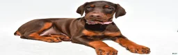 Doberman Pinscher dogs for sale: Heather - Ad 2