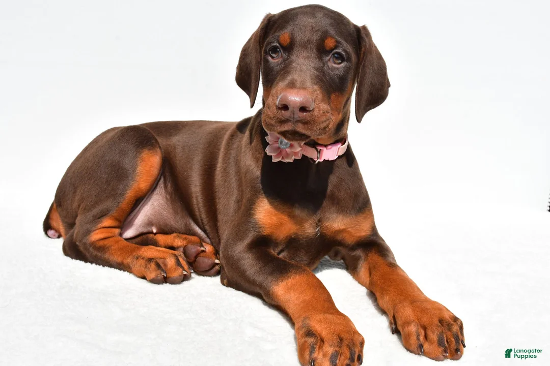 Doberman Pinscher dogs for sale: Heather - Ad 2